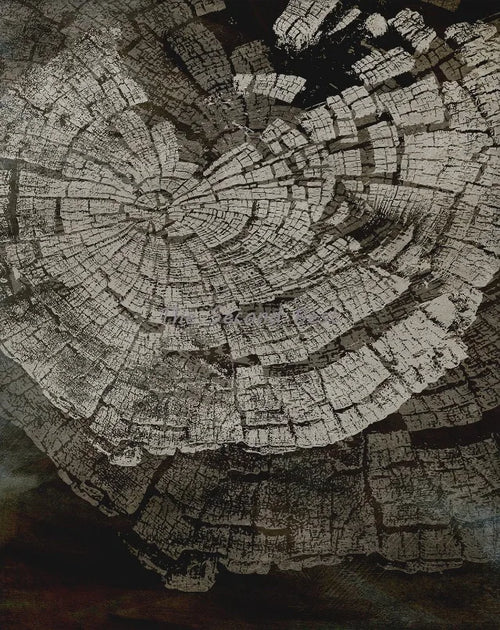 affiches abstraites sur les anneaux des arbres décoration murale nordique