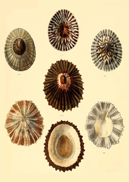 affiche vintage de coquillages pour décoration intérieure bord de mer