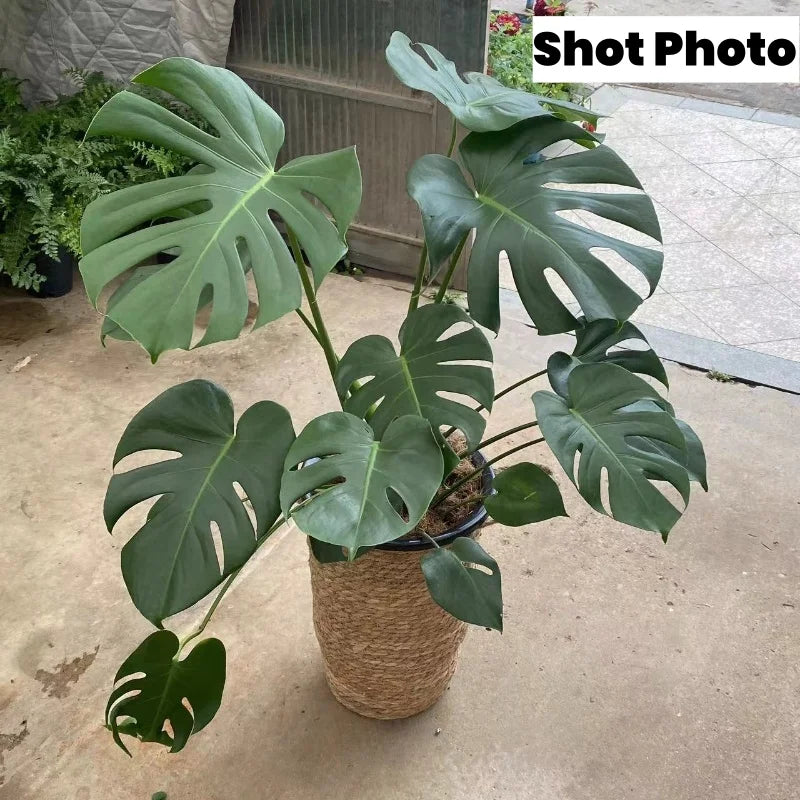 grand panier en osier pour jardin rangement et décoration - vue 3 sur 9