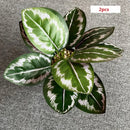 feuilles de phénix artificielles décoration verte en plastique