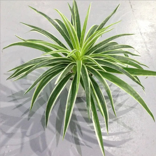 plantes artificielles chlorophytum décoratives pour intérieur sans pot - vue 11 sur 12