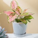 pot de fleurs haut simple à ondulations en plastique multicolore