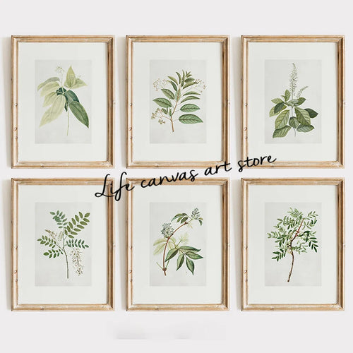 affiche botanique antique pour décoration intérieure de cuisine