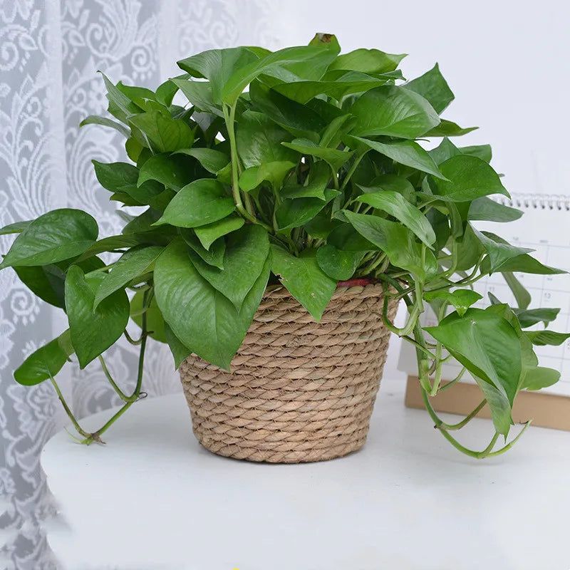 panier en paille pour plantes d'intérieur et d'extérieur - vue 5 sur 28