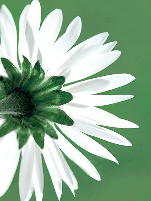 peinture diamant 5D plante verte décoration murale à broder soi-même