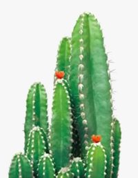 peinture diamant 5D à créer plantes vertes mosaïque décorative artisanale