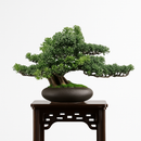 simulation arbre bonsaï pour décoration intérieure et aménagement extérieur